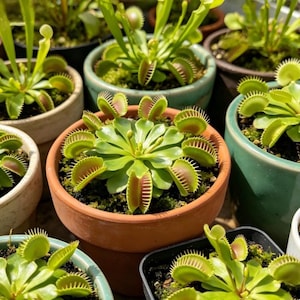 May include: A selection of Venus flytraps in pots. The plants feature green leaves and red-edged traps with spiky margins. The pots are in shades of brown, green, and white, presenting a colourful display of carnivorous plants.