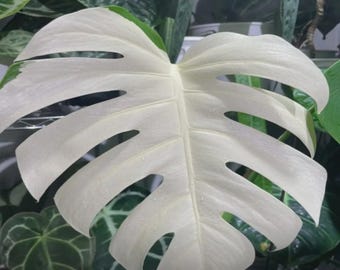 Weiße Monstera Samen - Einfache Keimung Hausgarten Bonsai Pflanze