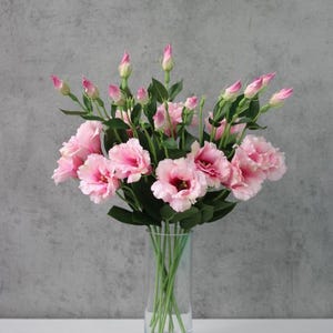 May include: A display of pink lisianthus flowers in a clear glass vase. The flowers feature layers of soft pink petals with darker pink centres. Green leaves and unopened buds are also visible.