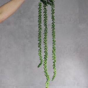 May include: Artificial trailing succulent plant with multiple strands of small, rounded, green leaves. The plant is held by a gloved hand against a grey background. The plant's cascading design is ideal for adding a touch of greenery to any space.