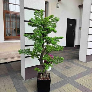 May include: A green bonsai tree in a black square pot. The tree has a thick, brown trunk and lush, green foliage. The pot sits on a brick patio. The background includes a white building with a brown door and window.