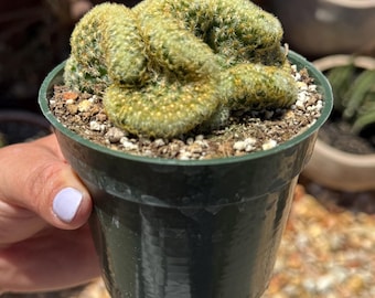 Brain Cactus (Mammillaria elongata f. cristata)