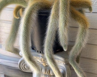 Monkey Tail Cactus (Hildewintera colademononis)
