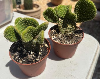 Funny Bunny Ear Cactus (Opuntia Microdasys Monstrose) 2in pot