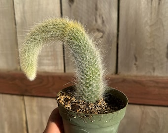 Monkey Tails