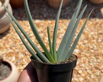 Fan Aloe - Aloe plicatilis