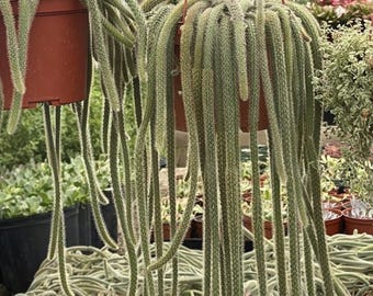 Rat tail cactus