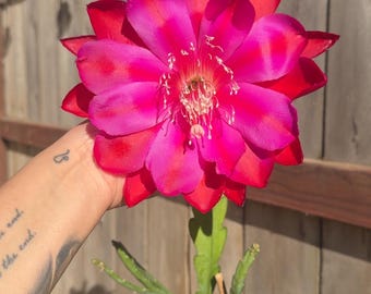 Epiphyllum - Conway’s Giant CUTTINGS