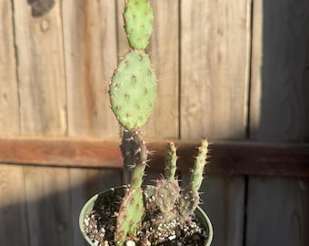 Santa Rita prickly pear (2 rooted BABY’S) 4in pot