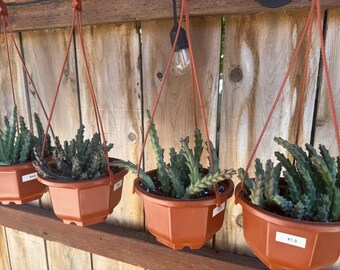 Stapelia 6in hanging basket
