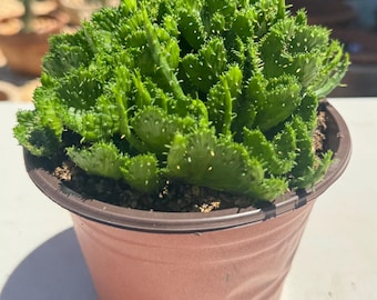 Crested Euphorbia flanaganii (also called "Green Coral" or "Sea Lettuce")