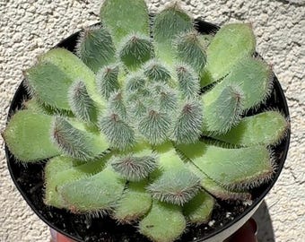 Echeveria setosa “Mexican fire cracker” Succulent  4”