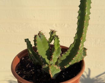 Moroccan Mound Succulent