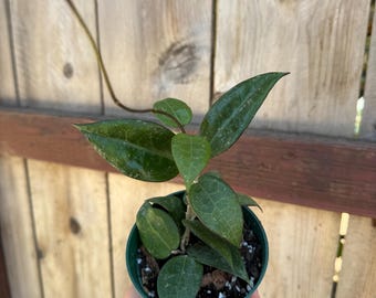 Hoya “Black margin” 4in Pot