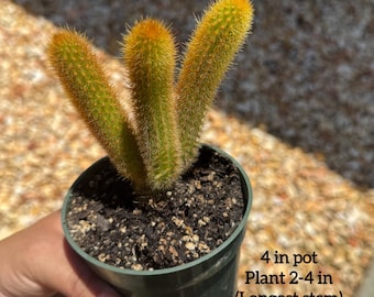 Golden Rat Tail Cactus (Cleistocactus winteri)