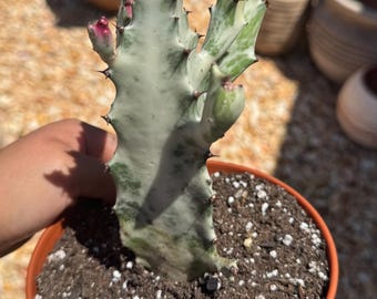 White ghost cactus ( Euphorbia lactea) (dragon bone)