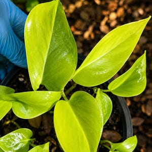 May include: A potted plant featuring multiple heart-shaped leaves in a vibrant, bright lime green color. The foliage has a smooth, glossy texture and is arranged in a cluster within a dark circular container, showing distinct pointed leaf tips.