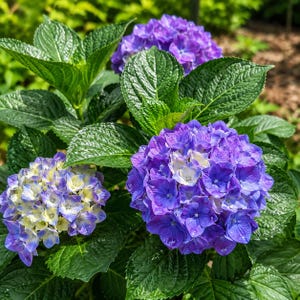 May include: A vibrant hydrangea plant featuring three large, rounded flower clusters in shades of deep purple, violet, and pale yellow. The blossoms are surrounded by lush, glossy, dark green serrated leaves with visible veins and water droplets.