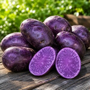 May include: A collection of whole and halved purple potatoes with dark violet skin and vibrant purple flesh. The potatoes have a smooth, firm texture and are arranged in a cluster, showcasing both the exterior skin and the interior cross-section.