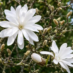 Star Magnolia Live Plant 6–12 Inches Tall in Quart Pot, Magnolia Stellata Tree