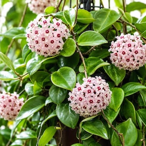 May include: A Hoya carnosa plant featuring clusters of star-shaped, pale pink flowers with deep red centers. The plant has thick, waxy, dark green, ovate leaves arranged on trailing stems, creating a dense, lush, and vibrant botanical display.