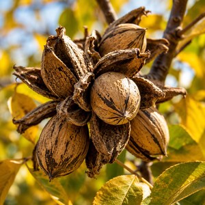 May include: A cluster of ripe pecan nuts still attached to a branch, featuring textured, light brown, oval-shaped shells with dark brown streaks, partially encased in dry, woody, open husks against a backdrop of yellow autumn leaves.
