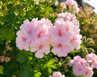 White Pink Ivy Geranium Live Plant Cuttings, Pelargonium Peltatum Trailing Flower, Container Plant