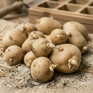 May include: A collection of light brown potatoes with visible sprouts, arranged on a textured burlap surface. A wooden tray is visible in the background. The potatoes are of various sizes and shapes.