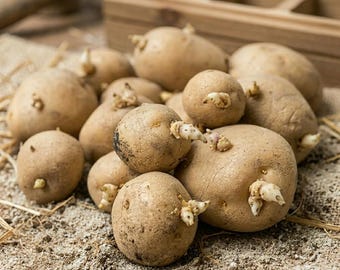 Yukon Gold Seed Potatoes Non-GMO Certified 3LB Ready To Plant