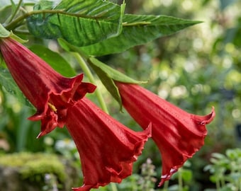 Semillas de Brugmansia Trompeta de Ángel