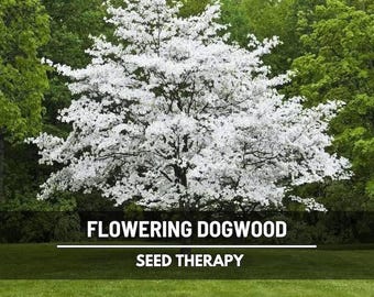 Flowering Dogwood Seeds – Heirloom Tree, Stunning White Blooms & Low Maintenance, Southern Garden Charm | 20 Seeds