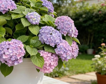 25 Pcs Mixed Hydrangea Seeds | Vibrant Blooms for Home Garden & Patio
