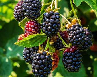 100 Giant Thornless Blackberry Seeds, Sweet Berry Fruit Plant, Edible Garden Shrub, Productive Home Garden Berry for Growing