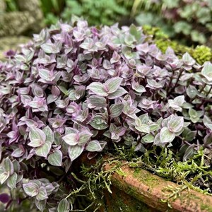 Callisia Pink Panther Live Plant in Grow Pot