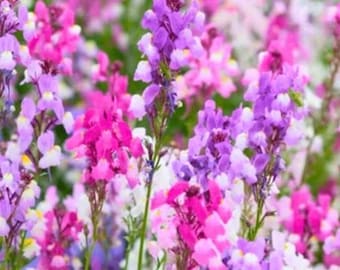 200 snapdragon northern lights mix seeds perennials planting vibrant attract pollinators