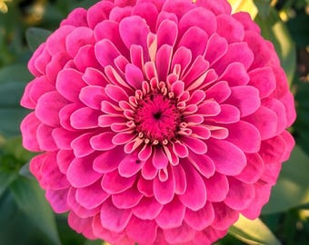 Benary Giant Carmine Zinnia Seeds, Rose Pink Annual Flower, 50 Seeds