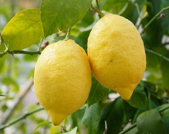 Meyer Lemon Seeds – Organic Non-GMO Citrus Fruit Tree Seeds for Edible Home Garden (TX USA)