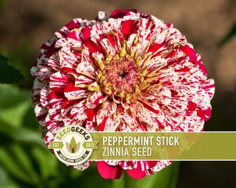 Peppermint Stick Zinnia Flower | 100+ Seeds, Heirloom, Attracts Hummingbirds, Butterflies, Bees, Florists, Zinnia elegans