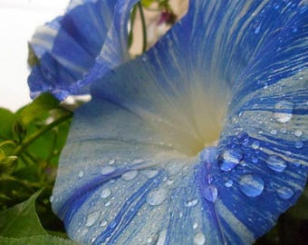 Morning Glory Seeds Flying Saucer Morning Glory Seeds Blue White Flowers 20 Seeds Climbing Vine Morning Glory Vine Annual Vine Blue Flowers