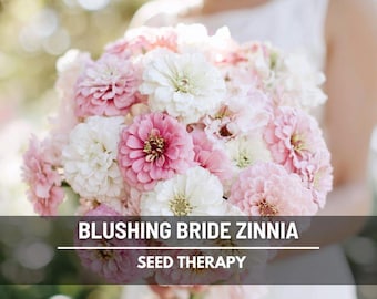 Blushing Bride Zinnia Seeds – Heirloom, Large Double Blooms in Soft Pink and White (100 Seeds)