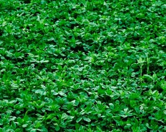 500 Alfalfa Cover Crop Seeds for Planting – Non GMO Heirloom Medicago Sativa Garden Seeds