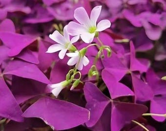 30 Purple Shamrock Bulbs | Oxalis Triangularis | False Shamrock | Indoor Outdoor Plant | Deep Purple Foliage