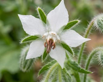 White Borage Seeds – Annual Herb for Pollinator Gardens, Culinary Use, White Blooms
