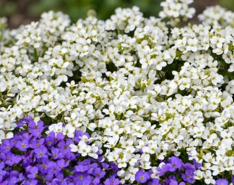 White Alpine Rock Cress Seeds, Aubrieta Arabis Alpina, Ground Cover Flower, 800 Seeds