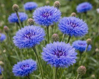 Tall Blue Cornflower Seeds Heirloom Annual Garden Flowers