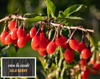Goji Berry ( Wolfberry) | 50 Seeds | Medicinal | Culinary | Heirloom | Lycium barbarum