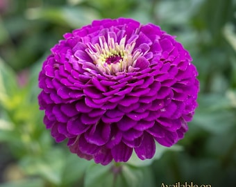 Benary Giant Purple Zinnia Seeds, Dahlia Flower Annual, 50 Seeds