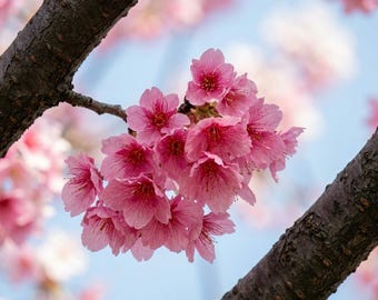Japanese Sakura Cherry Blossom Tree Seeds – Prunus sargentii Hardy Flowering Plant (5 Seeds)