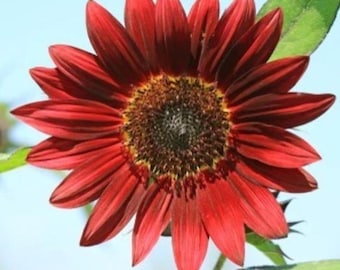 Red Vibrant Velvet Queen Sunflower Seeds for Planting | Heirloom Non-GMO Flower Seeds