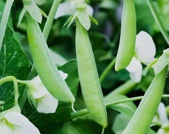 Sugar Snap Pea Seeds – Heirloom, AAS Winner, Sweet Edible Pod Snap Pea, Climbing Vine, Non-GMO | 20 Seeds